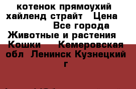 котенок прямоухий  хайленд страйт › Цена ­ 10 000 - Все города Животные и растения » Кошки   . Кемеровская обл.,Ленинск-Кузнецкий г.